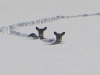 deer-in-snow_0