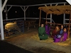 Living nativity & sheep